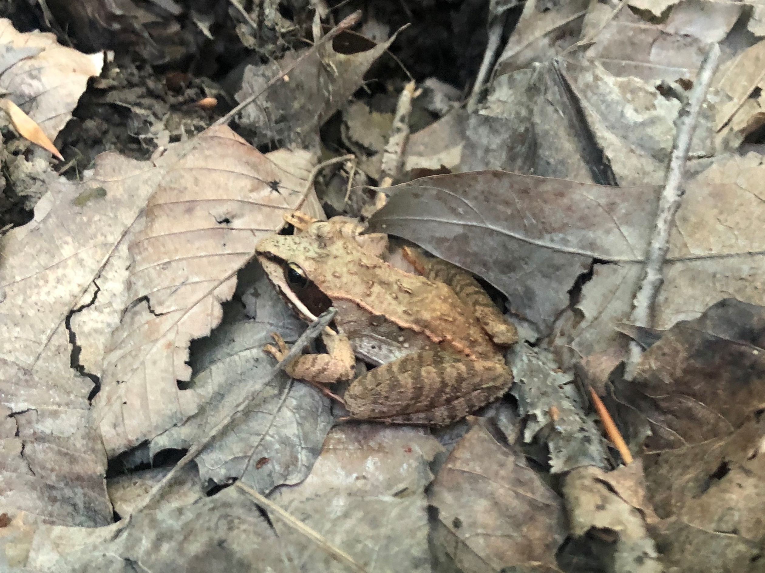 Guest sermon by Elsa Stietman, Fellow of Murray Edwards: “A frog before breakfast”
